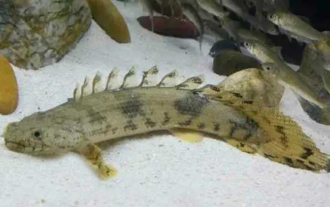 虎纹恐龙王鱼是什么鱼？