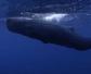 鲸鱼一分钟的心跳是多少下？