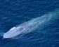 蓝鲸是什么动物？