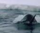 独角鲸灭绝了吗？