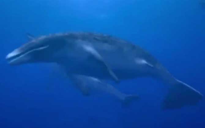 龙王鲸