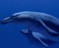 龙王鲸是什么动物？