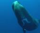 抹香鲸是什么动物？