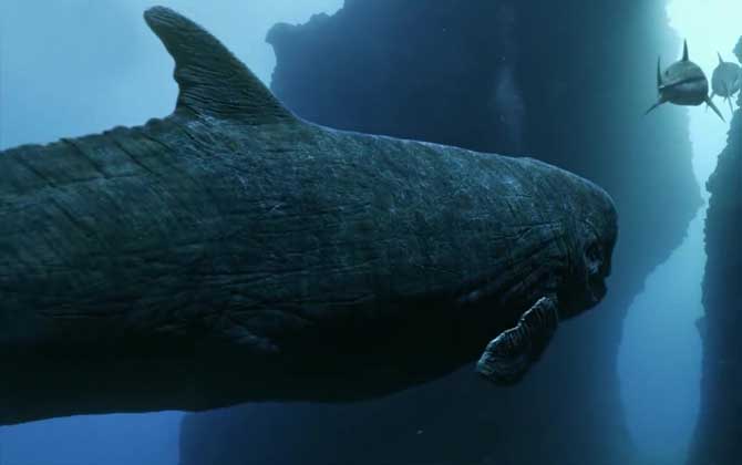 梅氏利维坦鲸