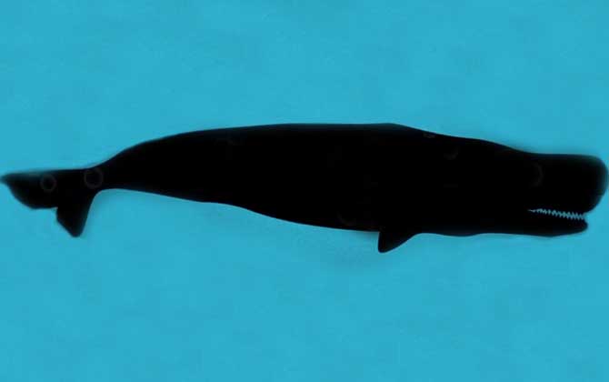 梅氏利维坦鲸