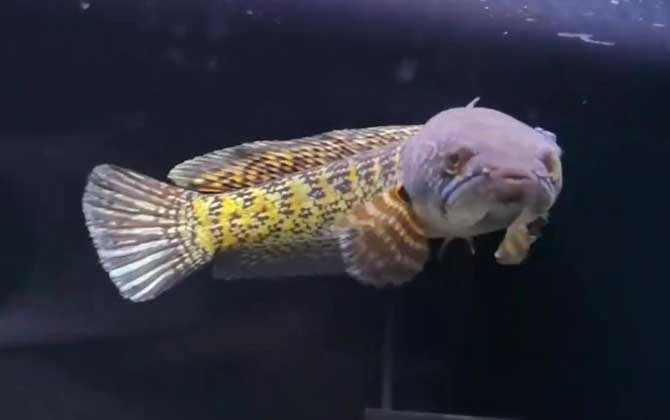 黄金眼镜蛇雷龙是什么鱼？