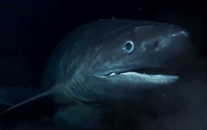 灰六鳃鲨