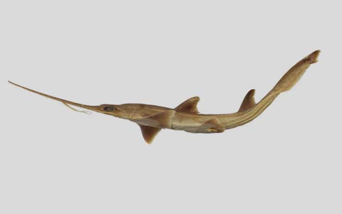 六鳃锯鲨