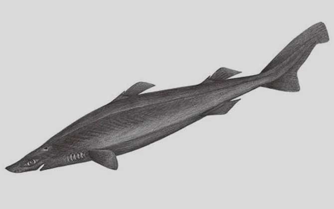 锯齿角鳞鲨