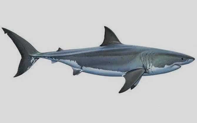 耳基拟噬人鲨