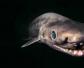 最稀有的九种鲨鱼排行榜