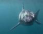 世界上最恐怖的鲨鱼排行榜