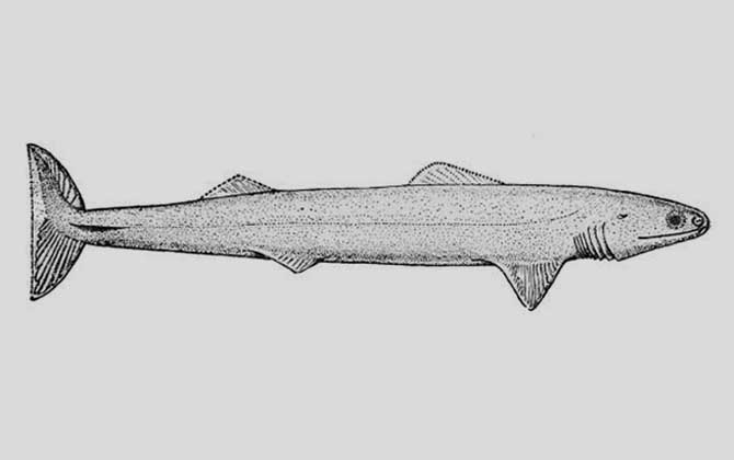 裂口鲨