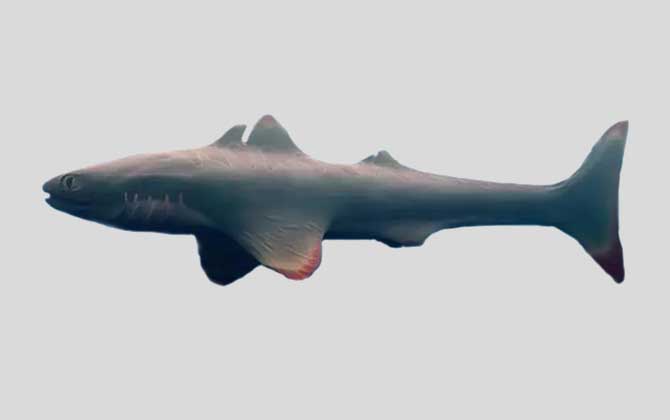 裂口鲨