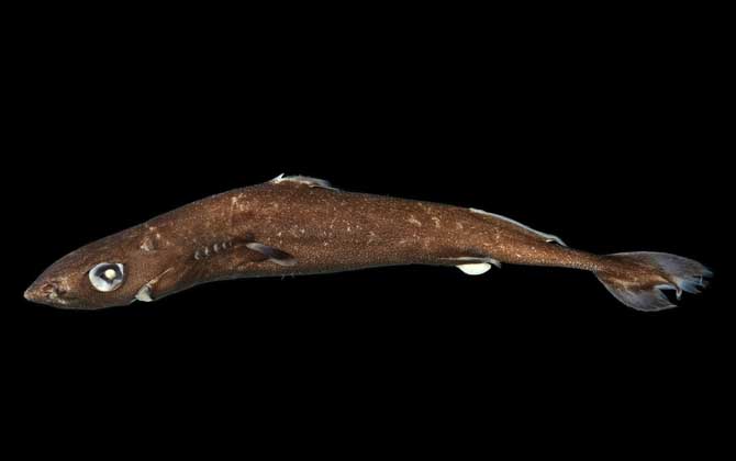 宽尾拟角鲨