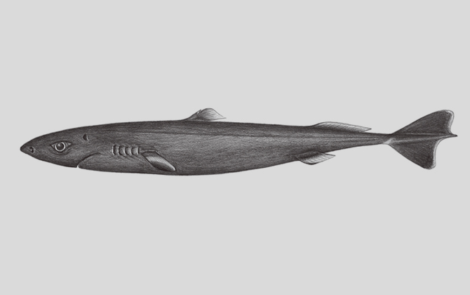 宽尾拟角鲨