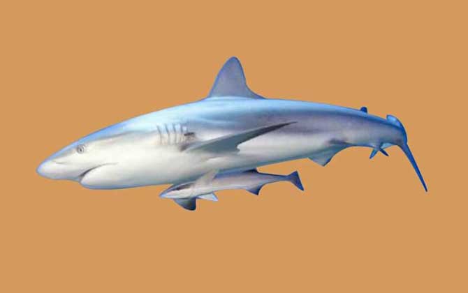 尖齿鲨