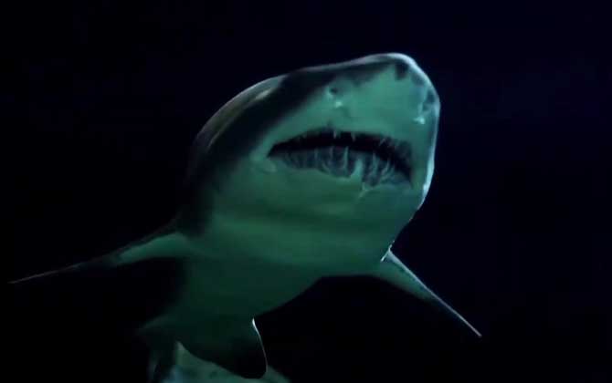 巨牙鲨