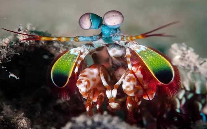 雀尾螳螂虾