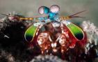 雀尾螳螂虾是什么动物？