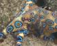 蓝环章鱼的毒性有多强？