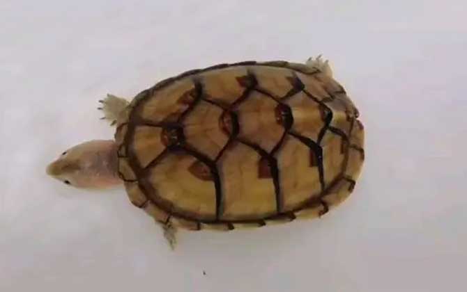 白唇蛋龟