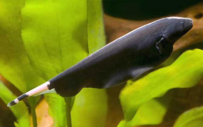 线翎电鳗是什么鱼？