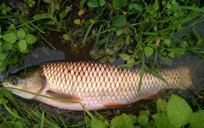 浮钓草鱼最佳方法及技巧