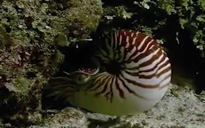 海螺种类名称及图片大全