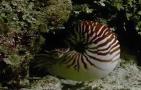 海螺种类名称及图片大全