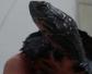 黑颈龟是什么动物？