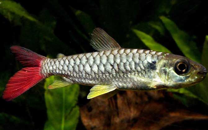 红尾平克是什么鱼？