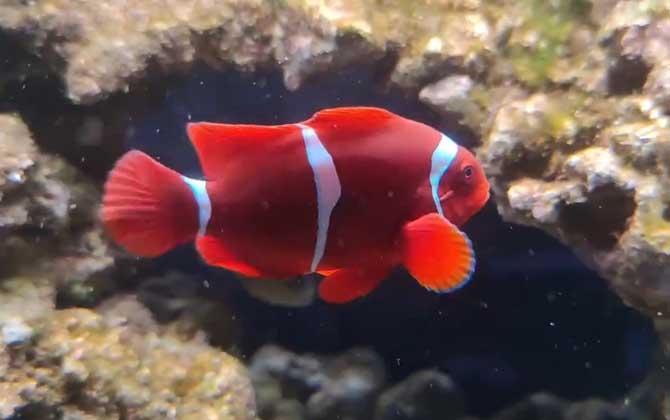 红小丑是什么鱼？