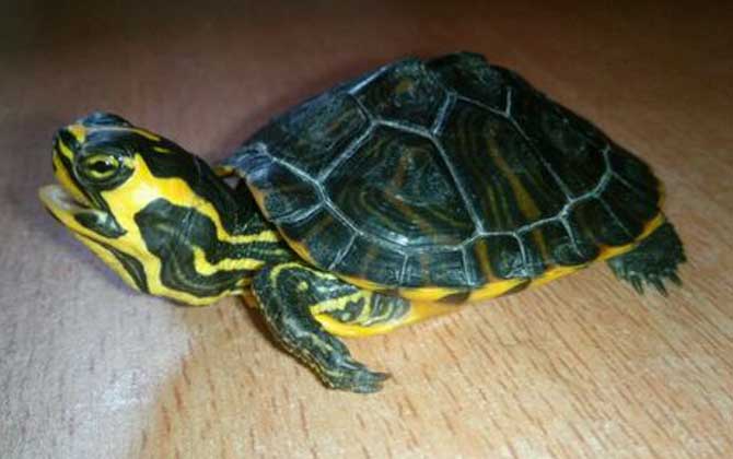黄腹滑龟是什么龟？