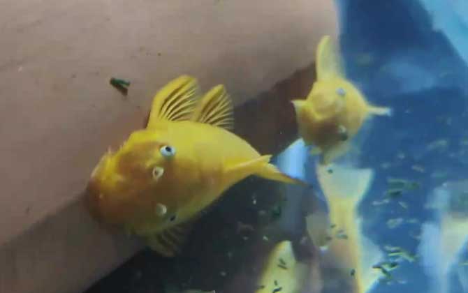 黄金胡子鱼