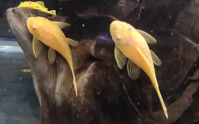 黄金胡子鱼