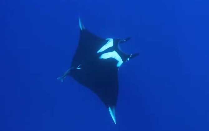 Manta