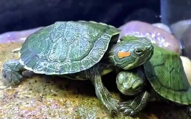 巴西龟