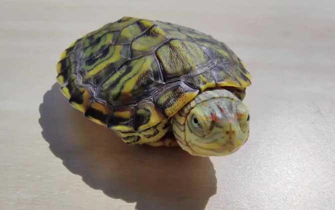 巴西龟可以放生吗？