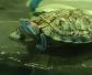 巴西龟白眼病能自愈吗？