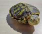巴西龟可以放生吗？