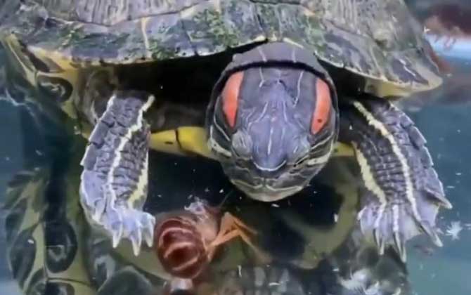 巴西红耳龟寿命能活多久？