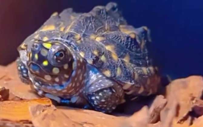 斑点池龟能长多大？