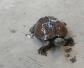 草龟和巴西龟能一起养吗？