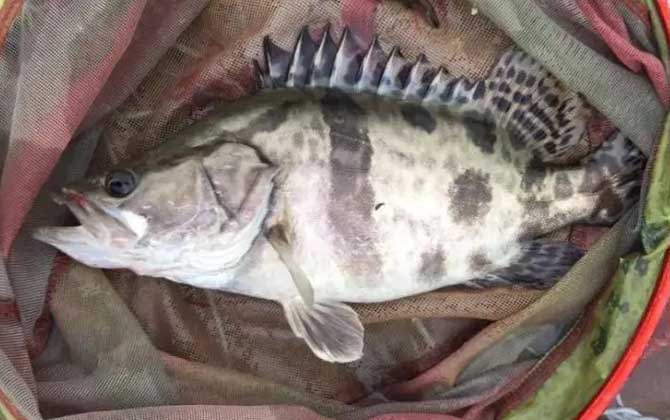 海桂鱼是什么鱼？