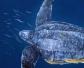 海龟是寿命最长的海洋生物吗？