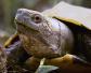 锯缘龟是什么龟？