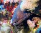 鳗鳞鱼是什么鱼？