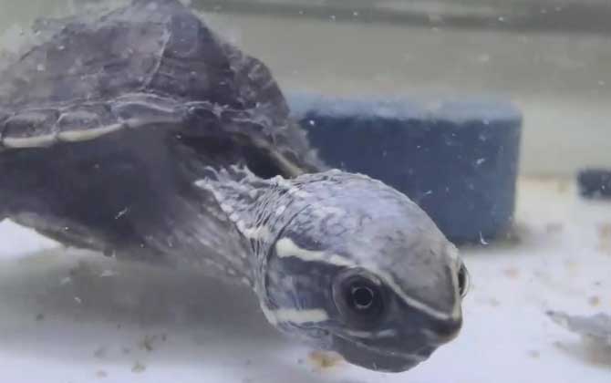 麝香龟寿命有多长？