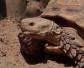 苏卡达陆龟是什么龟？
